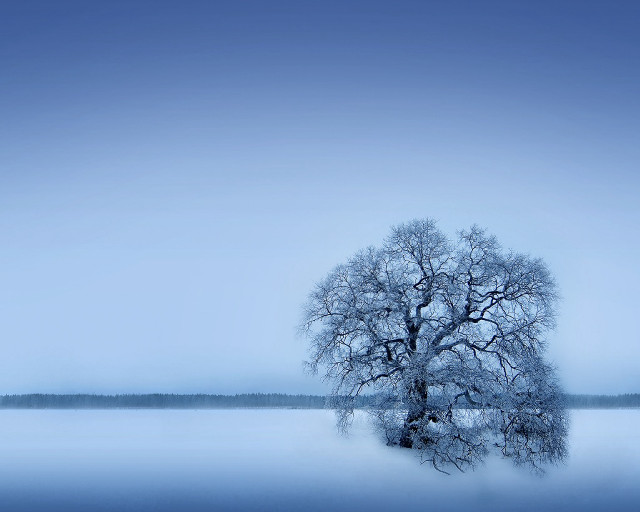 Lone tree frozen lake blue free wallpaper for desktop - medium preview image