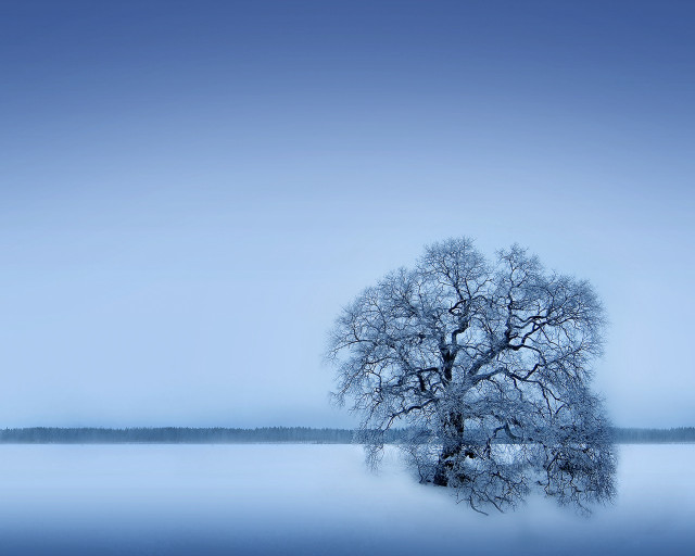 Lone tree frozen lake blue #3 free wallpaper for desktop - medium preview image