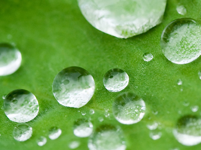 Water droplets green leaf white #2 free wallpaper for desktop - medium preview image