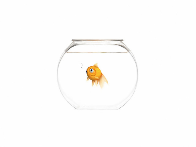 Goldfish bowl white background white #2 free wallpaper for desktop - medium preview image