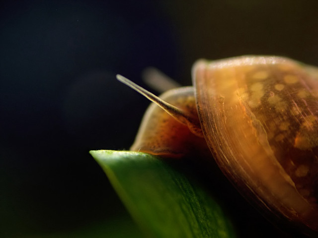 Snail leaf long tail nose free wallpaper for desktop - medium preview image
