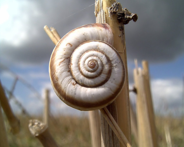 Snail sitting stick field grass free wallpaper for desktop - medium preview image