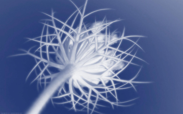White dandelion blue macro night free wallpaper for desktop - medium preview image