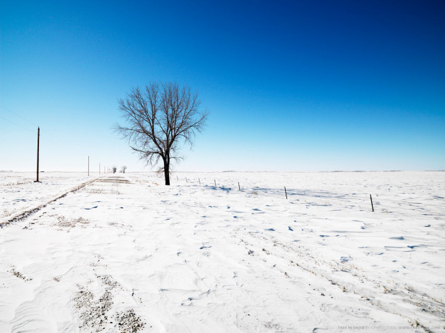 Lone tree snowy field fence #4 free wallpaper for desktop - medium preview image