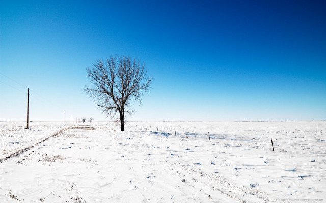 Lone tree snowy field blue #9 free wallpaper for desktop - medium preview image