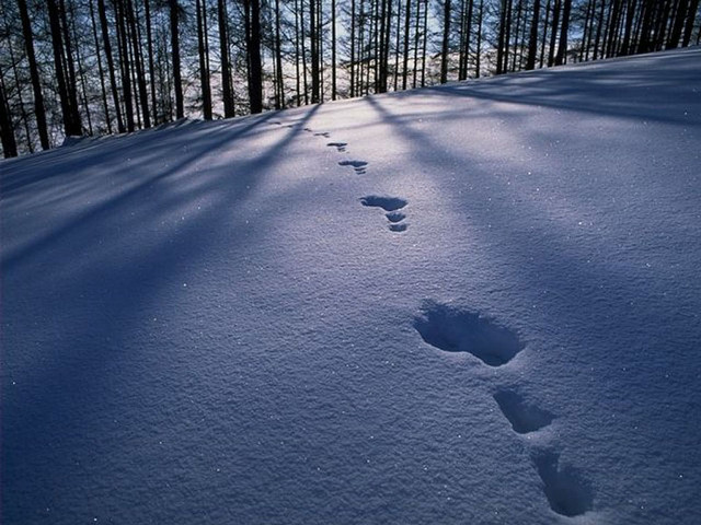 Footprints snow forest blue sky free wallpaper for desktop - medium preview image