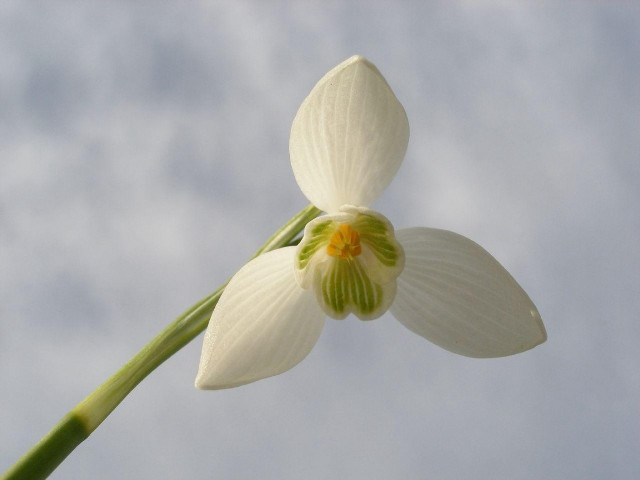 White flower green stem sky #3 free wallpaper for desktop - medium preview image