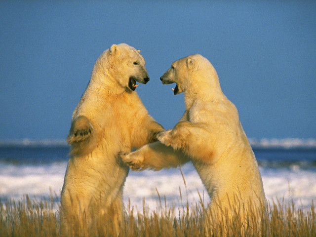 Polar bears playing grass water #4 free wallpaper for desktop - medium preview image