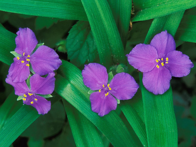 Three purple flowers green plant #2 free wallpaper for desktop - medium preview image