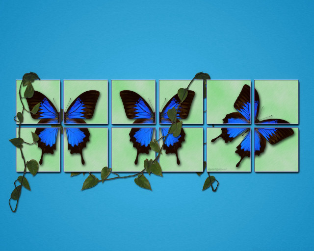 Blue butterfly green wall leaves free wallpaper for desktop - medium preview image