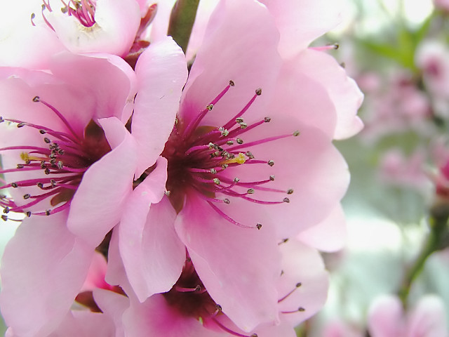Pink flower closeup blurry background #12 free wallpaper for desktop - medium preview image