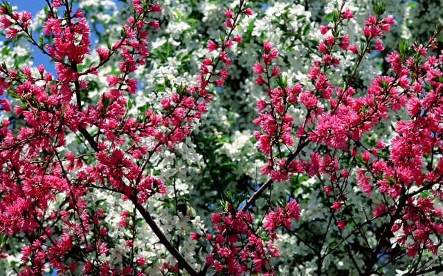 Pink flowers green leaves blue free wallpaper for desktop - medium preview image