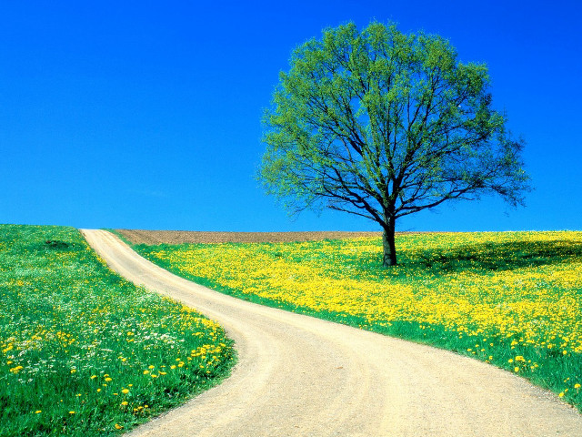Tree road field flowers blue #3 free wallpaper for desktop - medium preview image