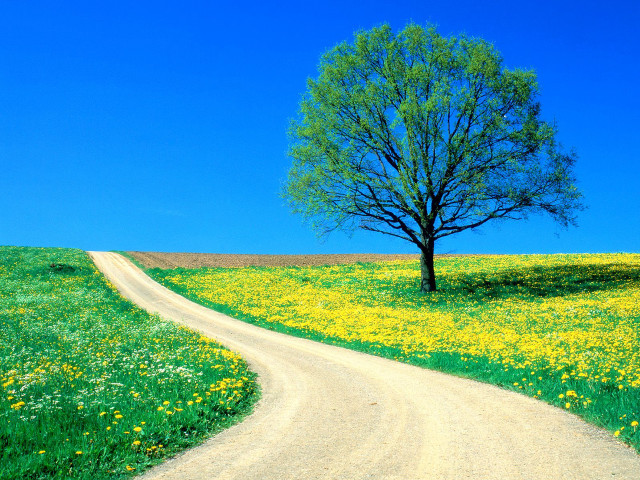 Tree dirt road field flowers #2 free wallpaper for desktop - medium preview image