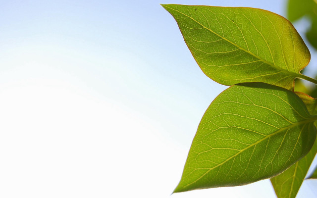 Green leaf blue sky light free wallpaper for desktop - medium preview image