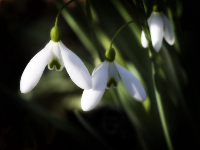 White flowers green stems blurry #3 free wallpaper for desktop - medium preview image