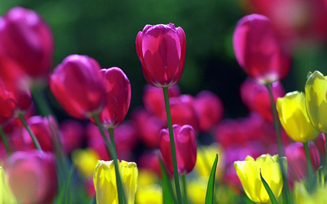 Pink yellow tulips green stems #7 free wallpaper for desktop - medium preview image
