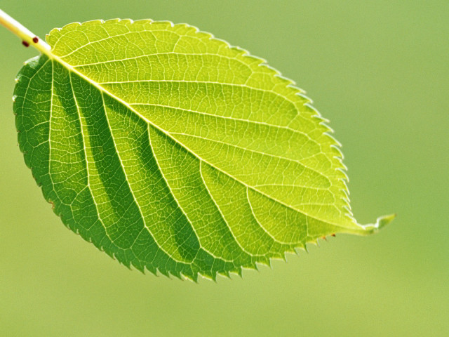 Green leaf thin stem blurry free wallpaper for desktop - medium preview image