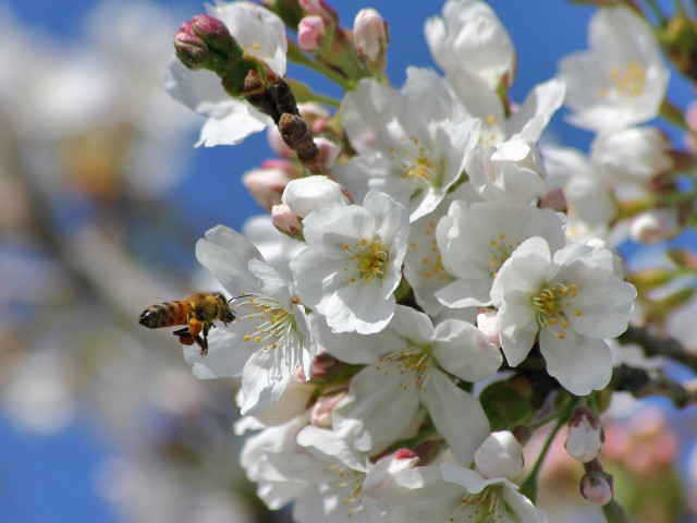 Bee flying white flowers tree #2 free wallpaper for desktop - medium preview image