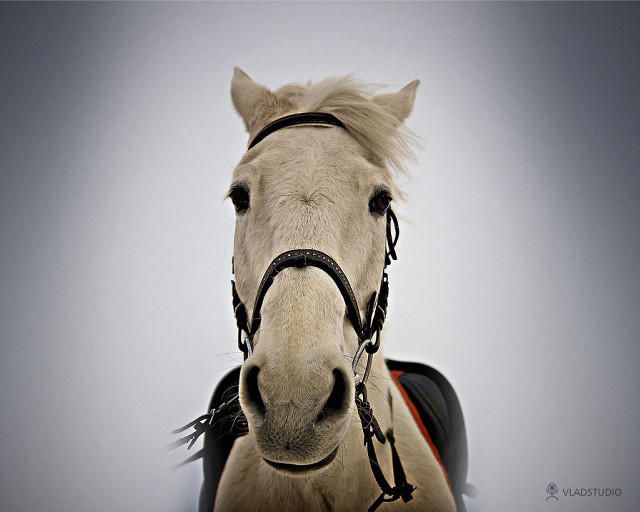 White horse black bridle sad free wallpaper for desktop - medium preview image