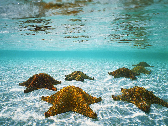 Starfish swimming ocean sunlight person free wallpaper for desktop - medium preview image