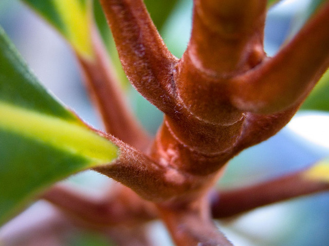 Tree branch green leaves blurry #2 free wallpaper for desktop - medium preview image