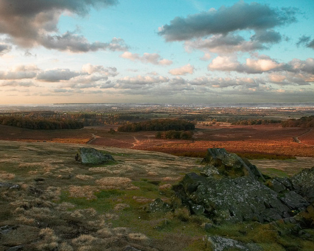 Lone sheep grass field forest free wallpaper for desktop - medium preview image