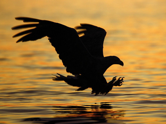 Bird flying water sunset dawn free wallpaper for desktop - medium preview image