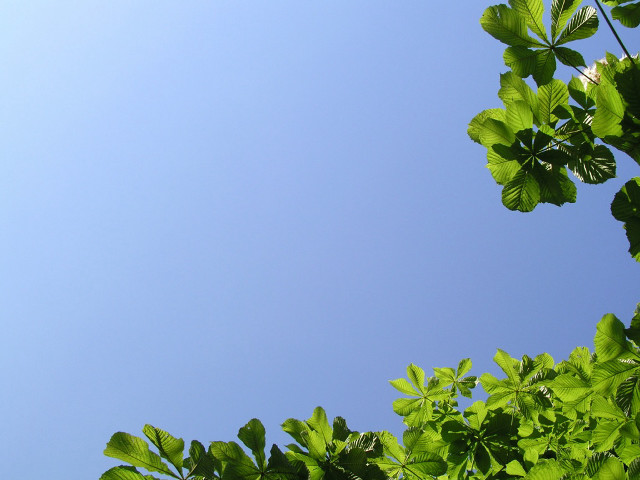 Clear blue sky green leaves free wallpaper for desktop - medium preview image