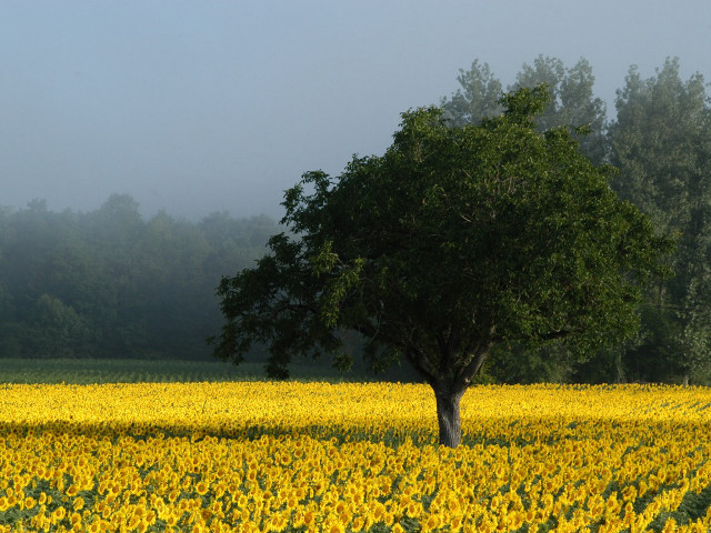 Lone tree sunflowers foggy day free wallpaper for desktop - medium preview image