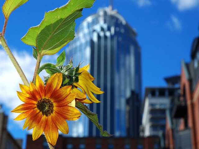 Sunflower city background sunny day free wallpaper for desktop - medium preview image