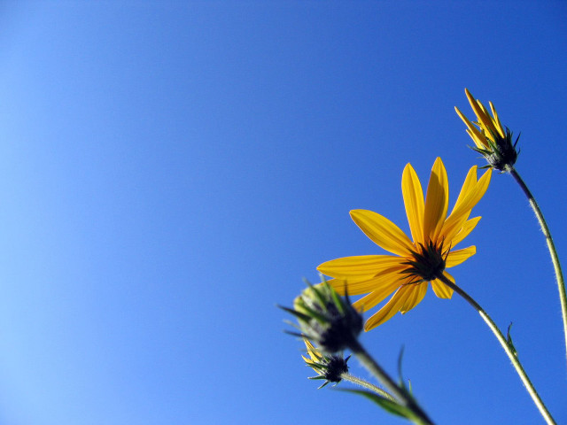 Yellow flowers green planter blue #4 free wallpaper for desktop - medium preview image
