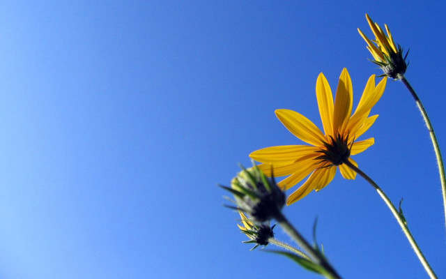 Yellow flower blue sky background #5 free wallpaper for desktop - medium preview image
