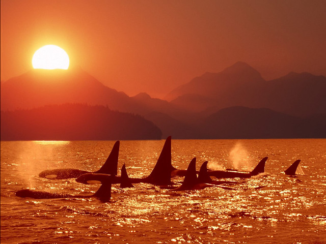 Orca whales sunset ocean mountains free wallpaper for desktop - medium preview image