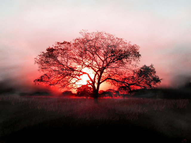 Tree field sunset fog air #7 free wallpaper for desktop - medium preview image