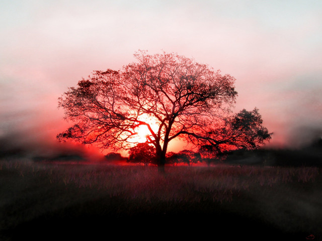 Tree field sunset fog air #9 free wallpaper for desktop - medium preview image