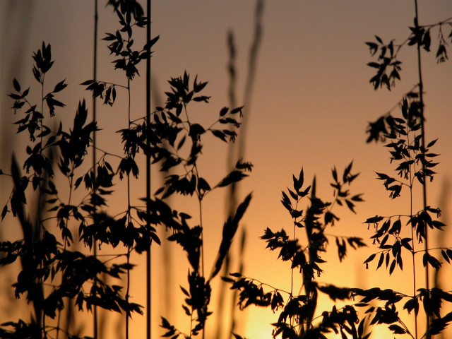Silhouette plant sunset background leaves #3 free wallpaper for desktop - medium preview image