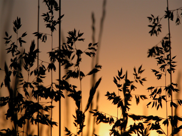 Silhouette plant sunset background leaves #4 free wallpaper for desktop - medium preview image