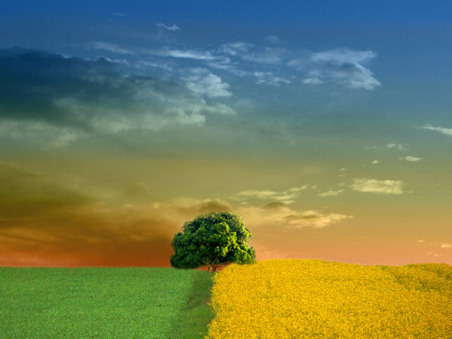 Lone tree yellow flowers cloudy #2 free wallpaper for desktop - medium preview image