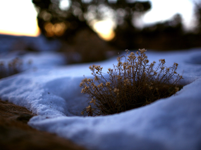 Small plant growing snow covered #5 free wallpaper for desktop - medium preview image