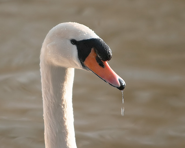 Swan long neck black head free wallpaper for desktop - medium preview image