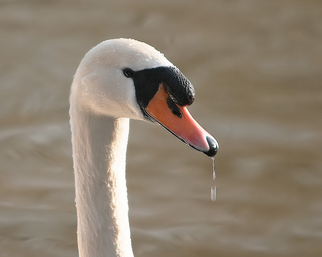 Swan long neck black head #2 free wallpaper for desktop - medium preview image