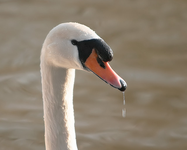 Swan long neck black head #3 free wallpaper for desktop - medium preview image
