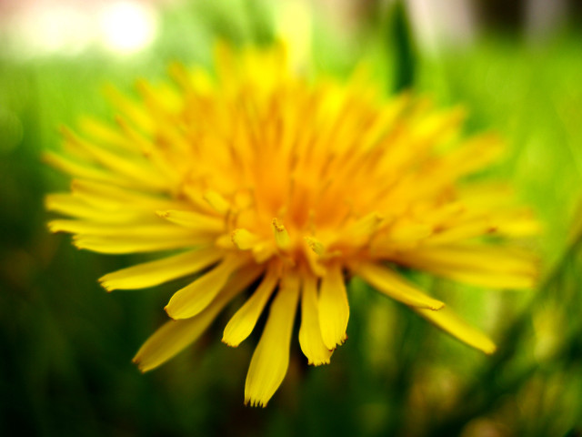 Yellow flower closeup field grass free wallpaper for desktop - medium preview image