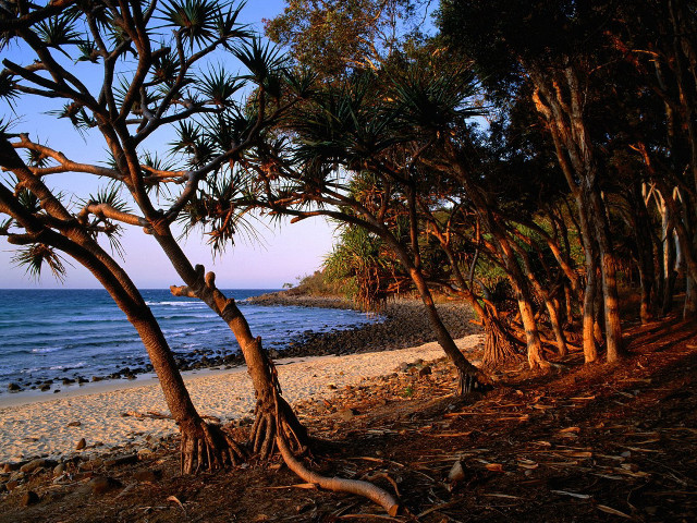 Beach trees water people distance #2 free wallpaper for desktop - medium preview image