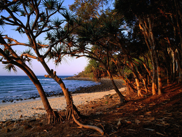 Beach trees water people distance #5 free wallpaper for desktop - medium preview image