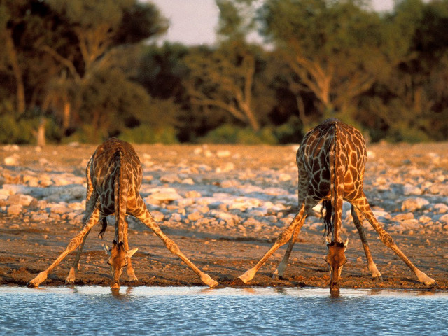 Giraffes standing water trees background free wallpaper for desktop - medium preview image