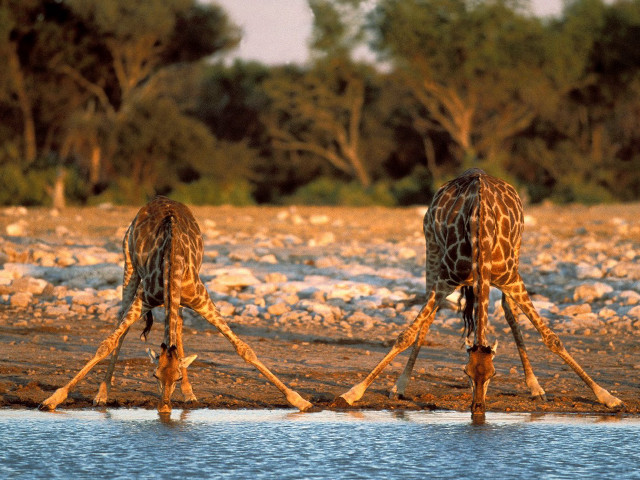 Giraffes standing water rocks trees free wallpaper for desktop - medium preview image