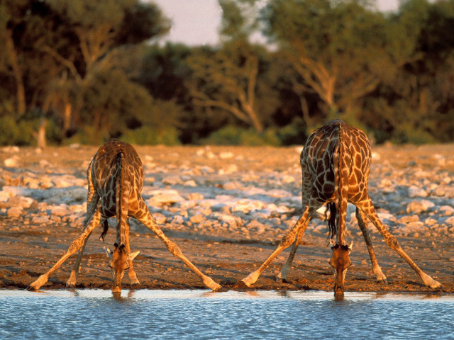 Giraffes standing water trees background #2 free wallpaper for desktop - medium preview image