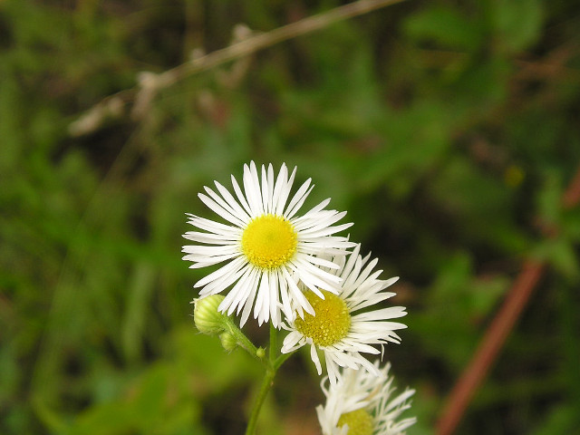 Flower closeup bokeh blurry background #3 free wallpaper for desktop - medium preview image